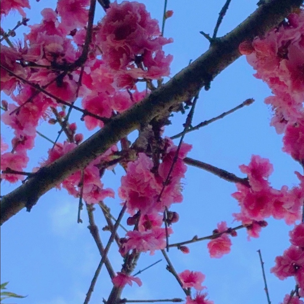 Meet your Posher, Alexa